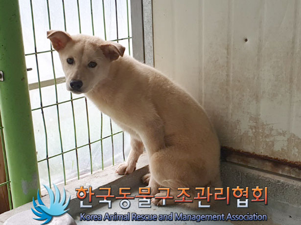 한국동물구조관리협회_441559202300501